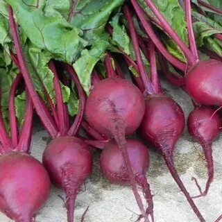 Овощ похожий на свеклу