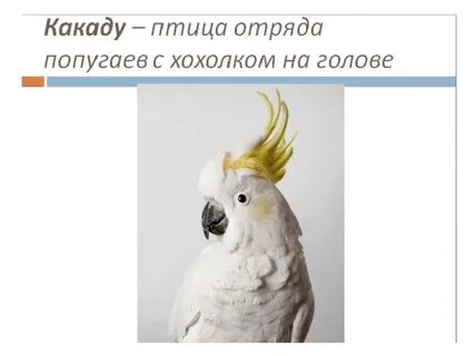 Какаду прилагательное