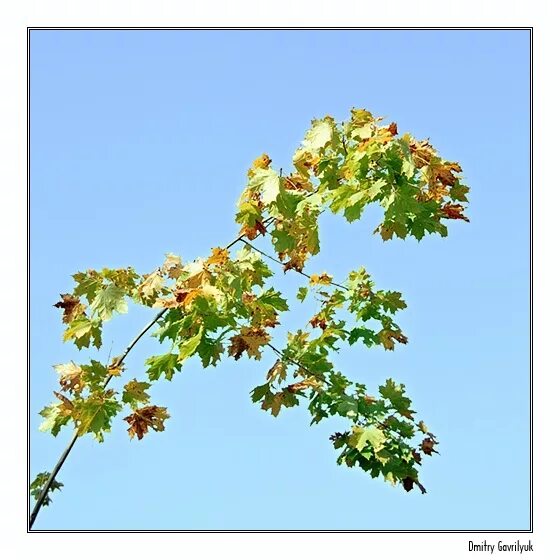 клен канадский остролистный. клен японский желтый. клён обыкновенный (acer platanoides). клен леопольди. Acer palmatum atropurpureum бонсай.