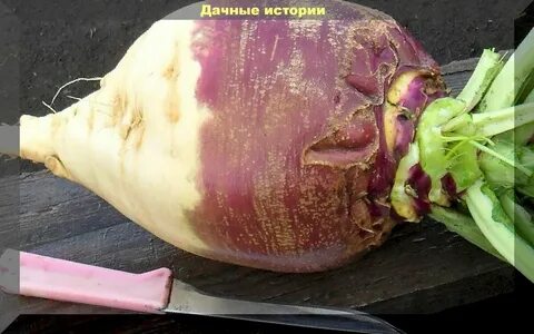 Брюква саранск