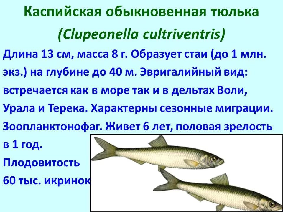 Промысловые рыбы Каспийского моря. Семейство рыб обитающие в Каспийском море. Рыба обитающая в Каспийском море. Хищные рыбы Каспийского моря.