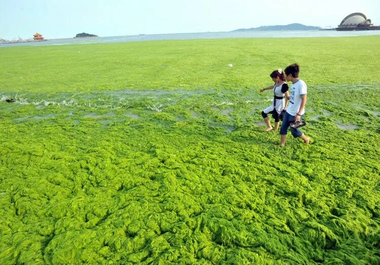 Зеленые водоросли Анапа. Цветение водорослей в Анапе период. Цветение моря.