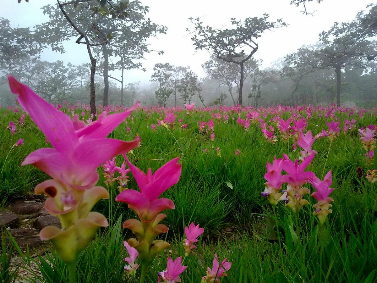 Куркума что за растение. Куркума roscoeana. Curcuma Siam растение. Куркума длинная (curcuma longa. Куркума Сиам Солар.