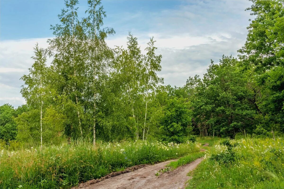 Деревня речка березки церквушка. Шёл по лесу дед мороз мимо клёнов и берёз стихотворение. Мимо березовых. Береза ранней осенью. Мимо березовых.