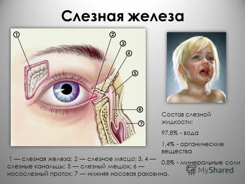 Слезные каналы где. Анатомические структуры слезного аппарата. Слёзная железа анатомия. Расположение слезной железы. Слезный мешок расположен.