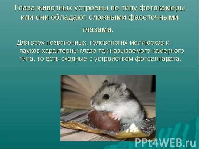 Презентация "Глаза животных" (3 класс) по окружающему миру - скачать проект