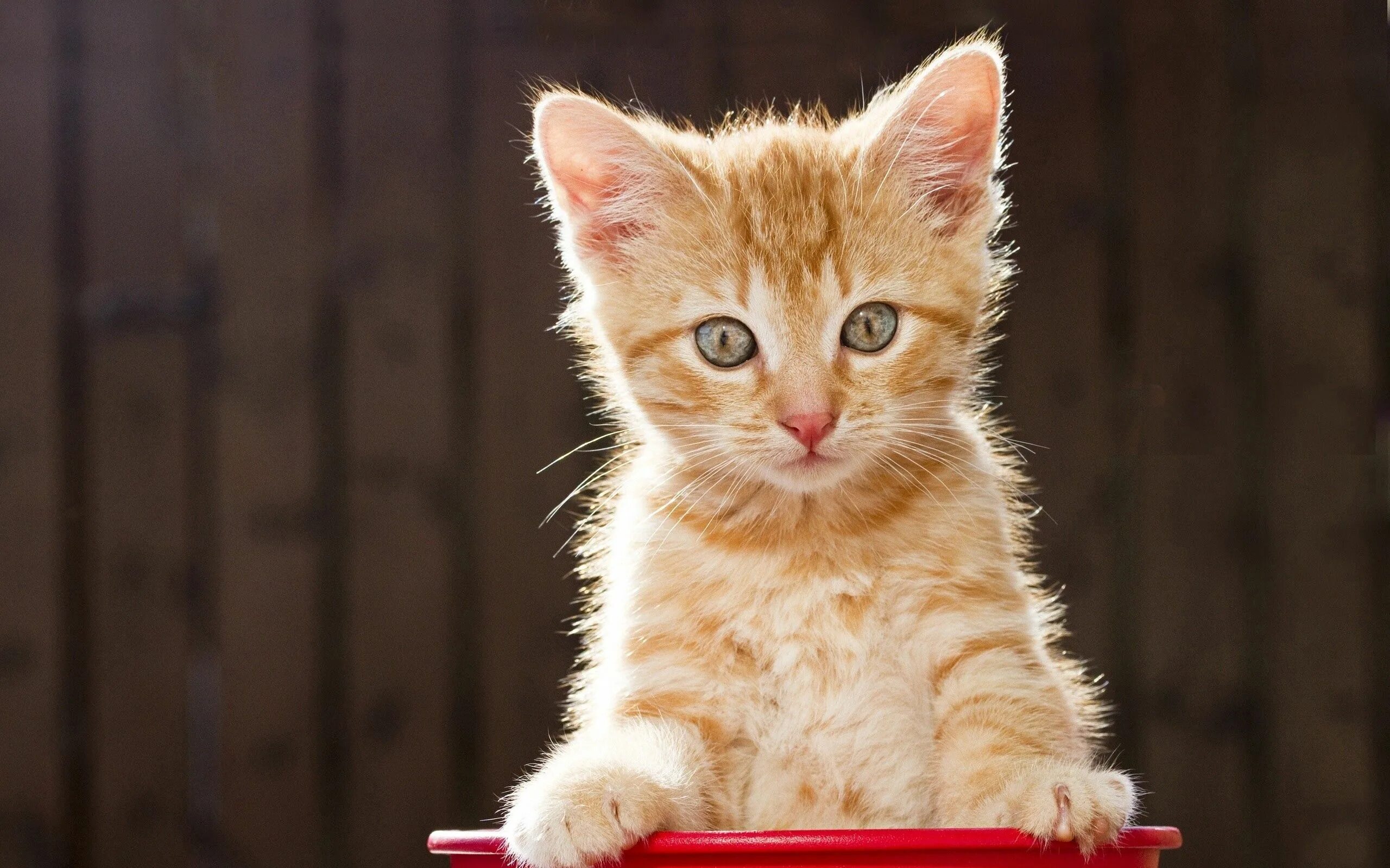 Картинки кота котят. Рыжий котёнок. Рыжие коты. Котята фото. Обои на рабочий стол котята.