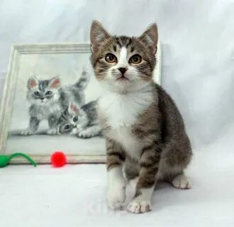 Кот барсик 900 котенок белый 210