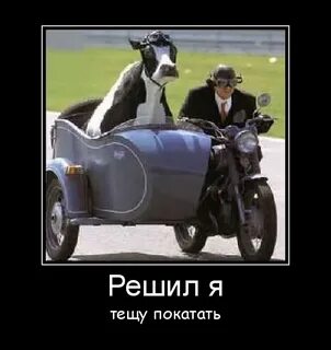 Анекдот свинья в люльке