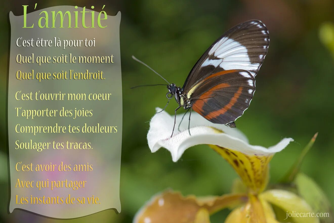 C est toi перевод. L amitie c est. je suis toujours là pour toi картинки. je vis pour toi ❤️. je suis toujours là pour toi надписи.