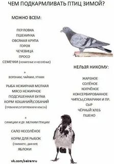 Какие птицы дают мясо