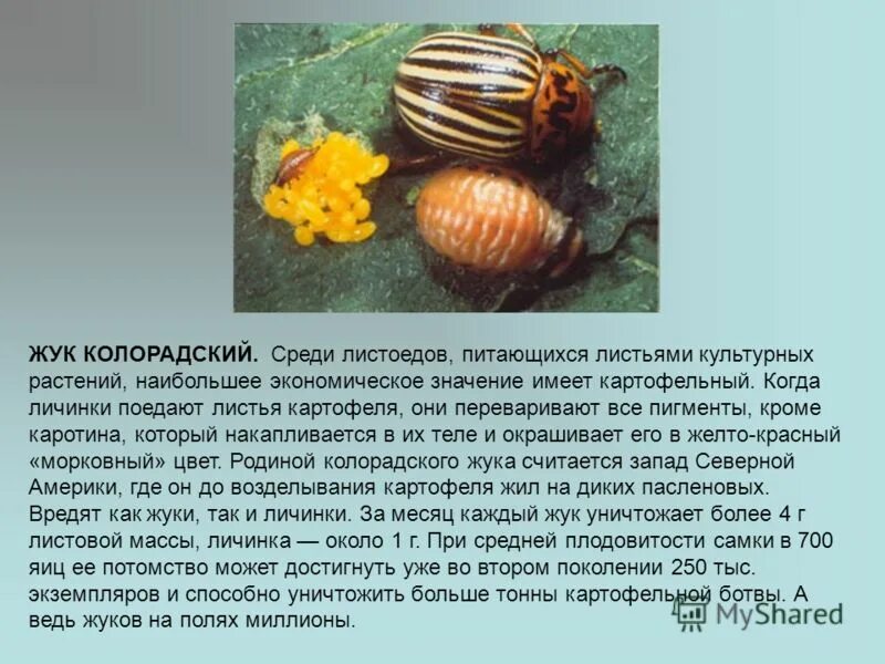 Какую среду обитания освоил колорадский жук ответ. Подцарство колорадского жука. сообщение о вредных насекомых колорадский жук. личинки колорадского жука меж листьев. колорадский жук ареал.