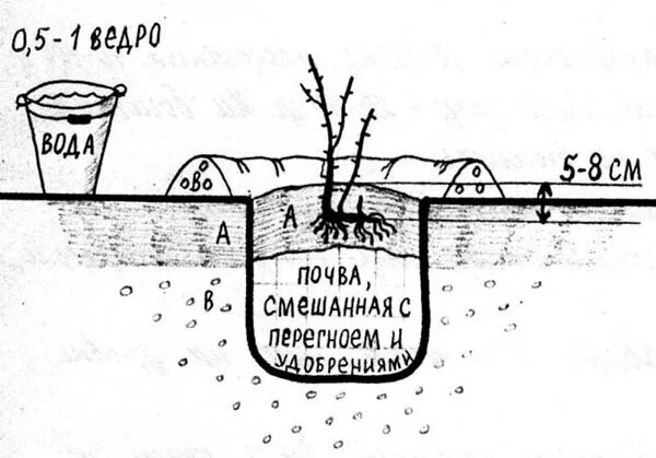 На каком расстоянии сажать жимолость друг. Схема посадка кустарников жимолости. Схема посадки жимолости весной. Посадка жимолости весной в открытый грунт. Схема посадки жимолости съедобной.