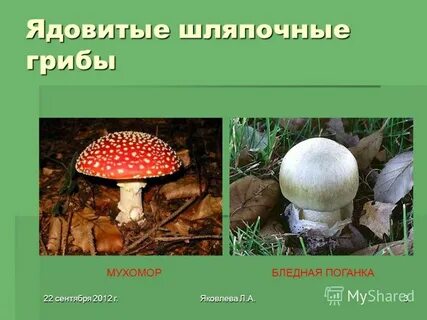 Ядовитые шляпочные грибы примеры