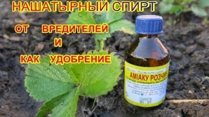 Нашатырь по листу. Удобрения для огорода. Аммиак для рассады. Нашатырь по листу. Нашатырь от муравьев на огороде.