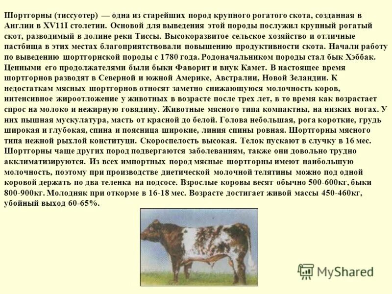 Выведения пород крупного рогатого скота. Бурая молочная латвийская порода коров. Порода крс лимузин характеристика. Шортгорны мясной и молочной продуктивности. Характеристика черно-пестрой породы крупного рогатого скота.