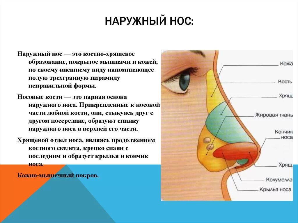 Почему нос назвали носом. Наружный нос строение анатомия хрящи. Строение наружного носа человека анатомия. Перечислите части наружного носа. Строение носа человека схема.