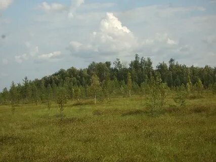Солнце освещало моховое