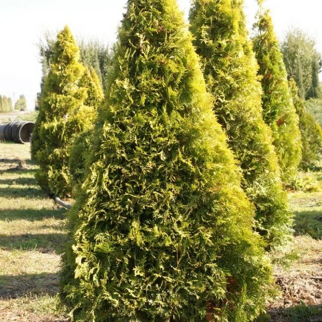 Туя малониана фото. Туя западная (thuja occidentalis malonyana. Туя малониана фото. Туя западная малониана (malonyana). Туя западная malonyana.