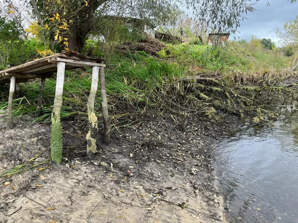 Спускаем пруд. Песковке спустили пруд. Спуск рыбного водоема. Спускаем пруд. Спуск к пруду.
