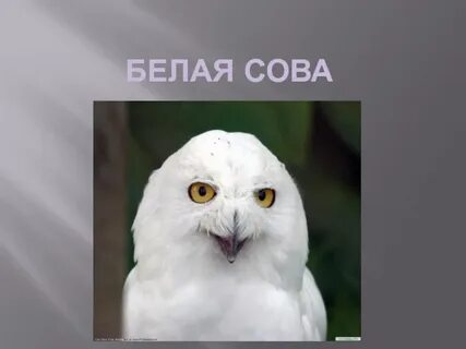 Белая сова доклад