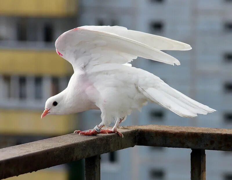 Голубь бело коричневый порода. Белый голубь во дворе примета. Белый голубь во дворе примета. Белый голубь на балконе. К чему снится белый голубь.