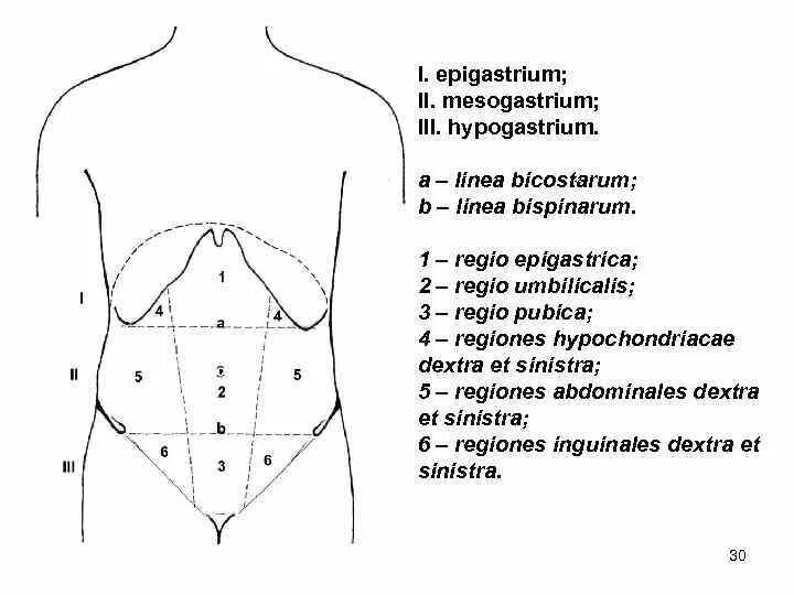 Сегменты живота. Epigastrium mesogastrium. области живота. области живота схема. деление живота на области.