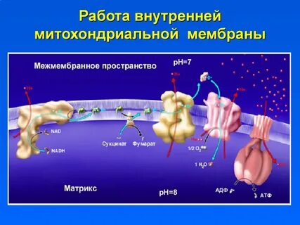 Мембрана внутри