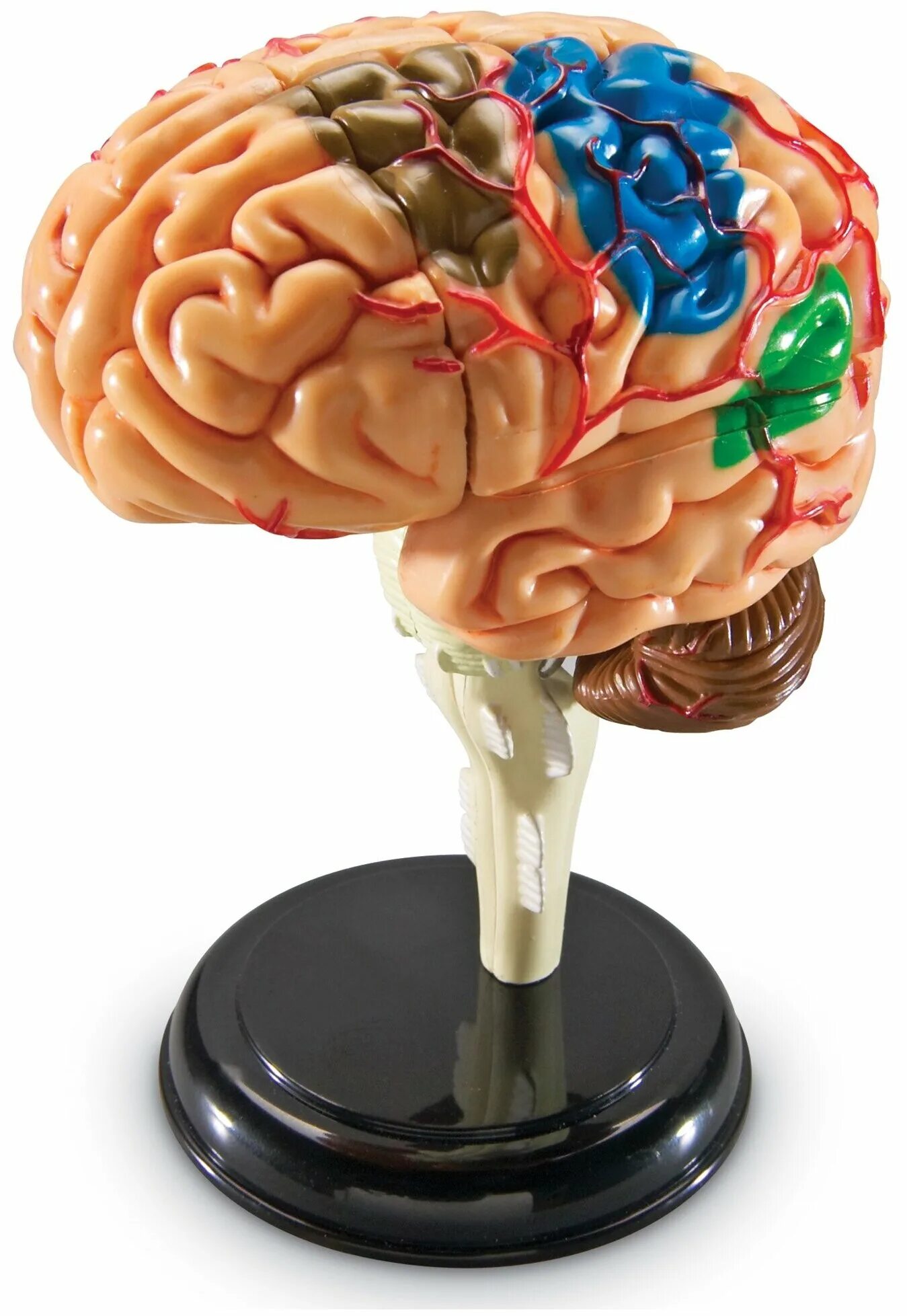 Анатомическая модель мозга. Муляж мозга. Макет головного мозга.