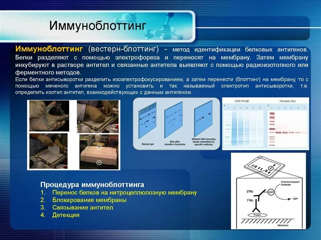 Иммунный блоттинг. Иммуноблоттинг. Метод иммуноблоттинга. Схема иммуноблоттинга. Иммуноблоттинг принцип метода.