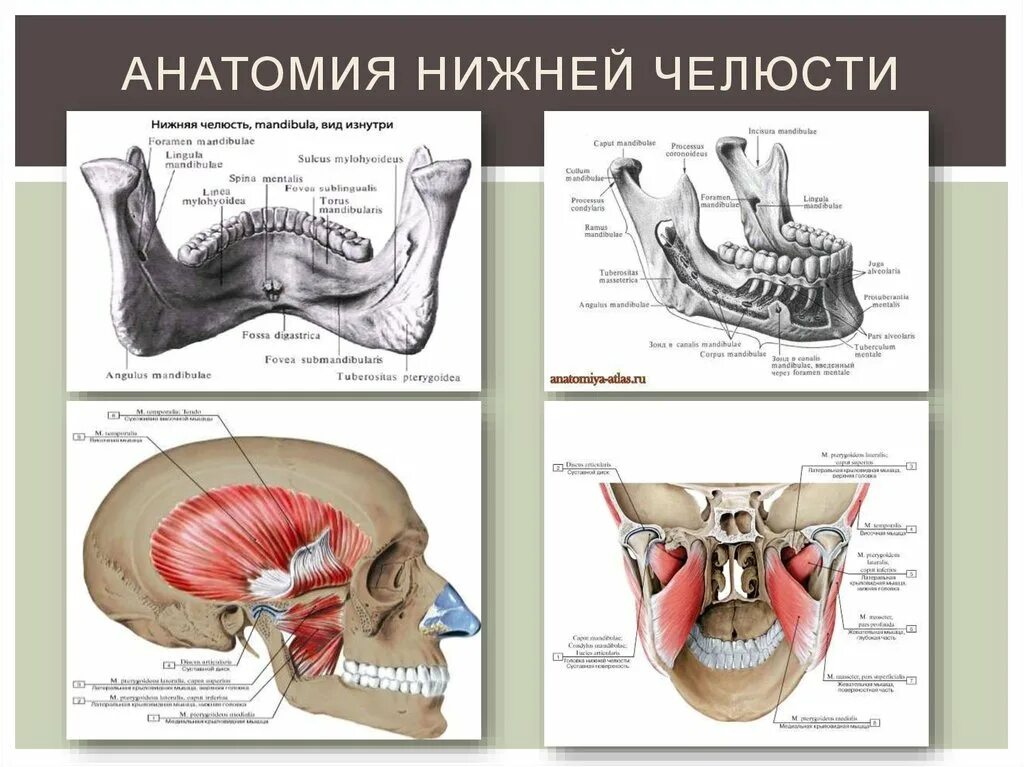 Строение нижней челюсти человека анатомия костей. Нижняя челюсть анатомия строение кости. Нижняя челюсть анатомия щечный гребень. Анатомические структуры нижней челюсти. Полная гребня