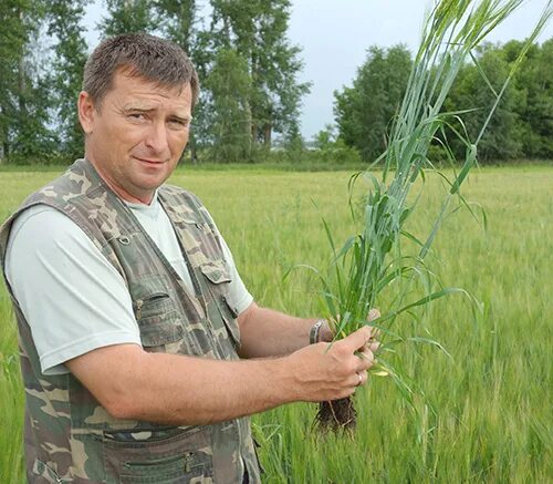 Сибирский агроном. Парник чудотеплица "сибирский агроном" 6м. Чудо теплица сибирский агроном 4м. Чудо теплица сибирский агроном 4м. Парник чудотеплица "сибирский агроном" 6м.