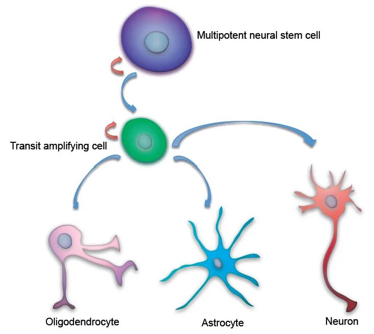 Neural write. Neural stem cell. neural rerubck. neural cell types picture. stem cell defender.
