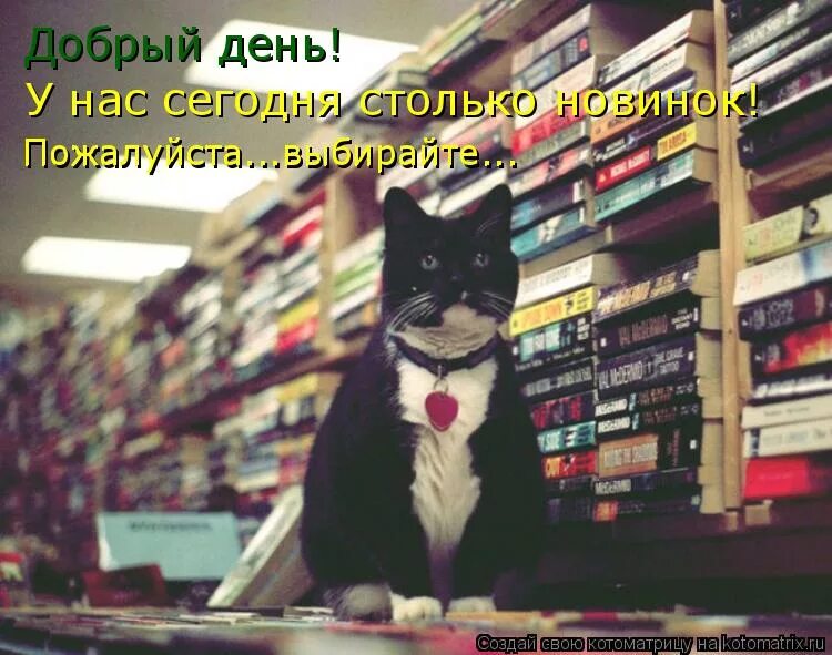 Будьте добры выберите книгу. Коты в библиотеке. Прикольные про библиотеки. Шутки про библиотеку. Кот среди книг.