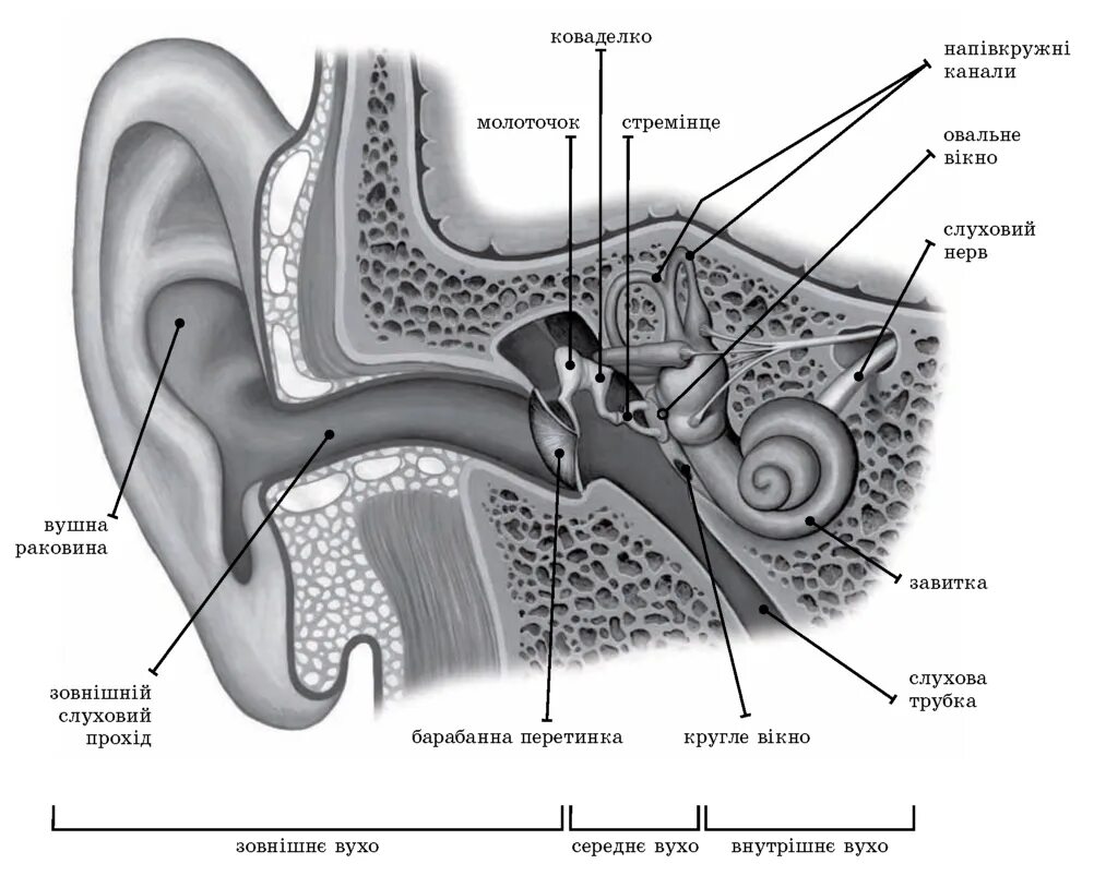 Строение уха человека схема биология. Строение уха 8 класс биология. Схема строения органа слуха. Строение уха человека анатомия схема. Внутреннее ухо тесты