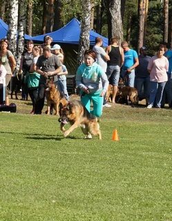 Dog 18