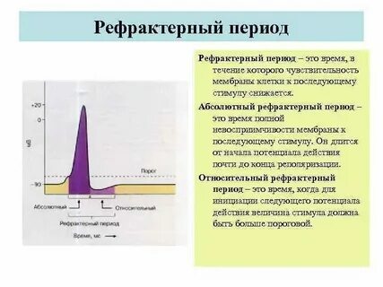 Рефрактерный период и его роль 10 класс