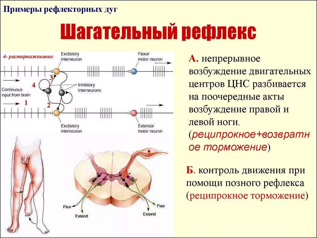 Рефлекс шагания физиология. Рефлекс шагания механизм. Схема шагательного рефлекса. Механизм шагательного рефлекса физиология.