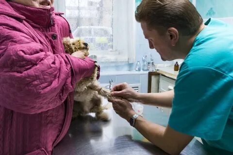 Ветклиника на дворцовой великий новгород телефон