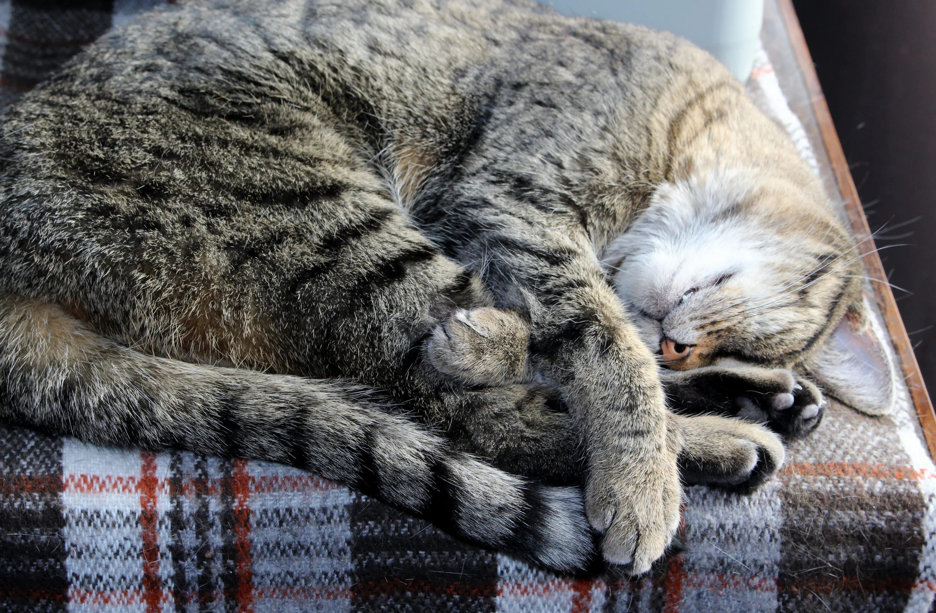 Какой кот дремот. Спящие коты. спящий полосатый кот.