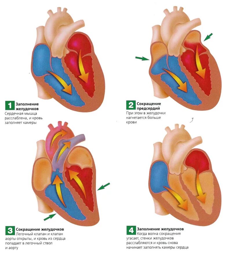 Сокращение предсердий в сердечном цикле. Цикл сердечной деятельности схема. Схема сердечного цикла человека. Систолы желудочков сердечного цикла. Фазы работы сердца схема.
