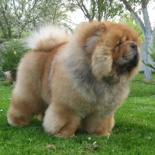 Бона чау бона чау. Чау чау белый. Чау чау питомник москва. Чау чау черный. Чау чау плюшевый.