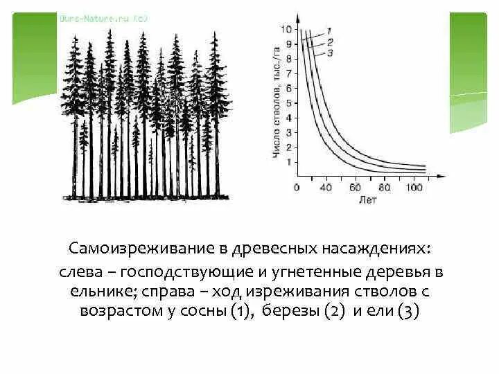 В условиях нарастания. Самоизреживание в древесных насаждениях. Самоизреживание у растений. Изреживание древостоя. Самоизреживание сосен.