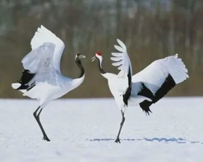 На журавлей охотятся