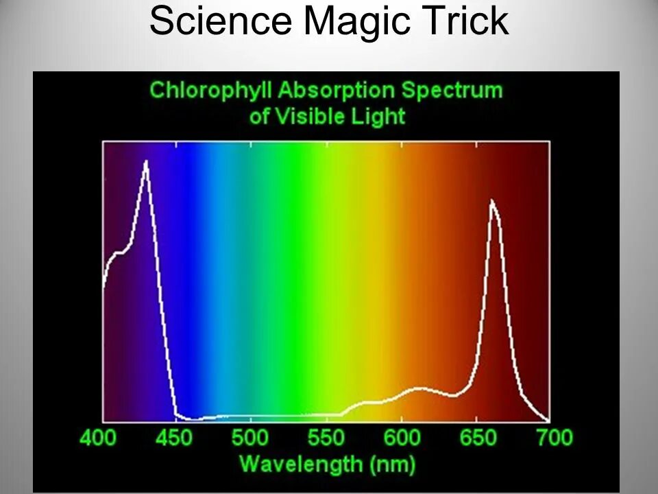 Спектр поглощения хлорофилла. Спектр света хлорофилл. Спектр поглощения хлорофилла график. Спектр поглощения света хлорофиллом. Хлорофиллы поглощают свет