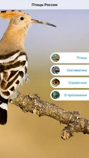 Птица приложение как называется. Приложение с птицей. определитель голоса птички. птицы дальнего востока определитель. приложения определители птиц.