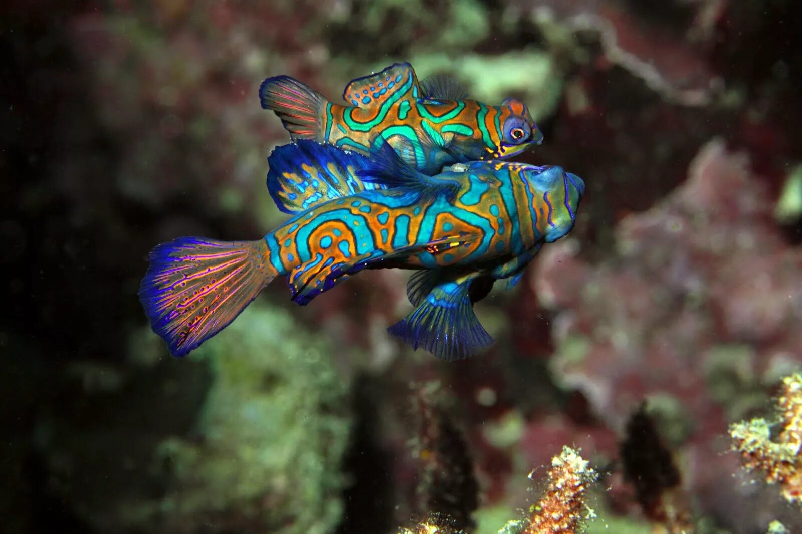 Мандаринка рыба. Рыбка мандаринка. synchiropus splendidus. аквариумная рыбка мандаринка. мандаринка (китайский окунь).