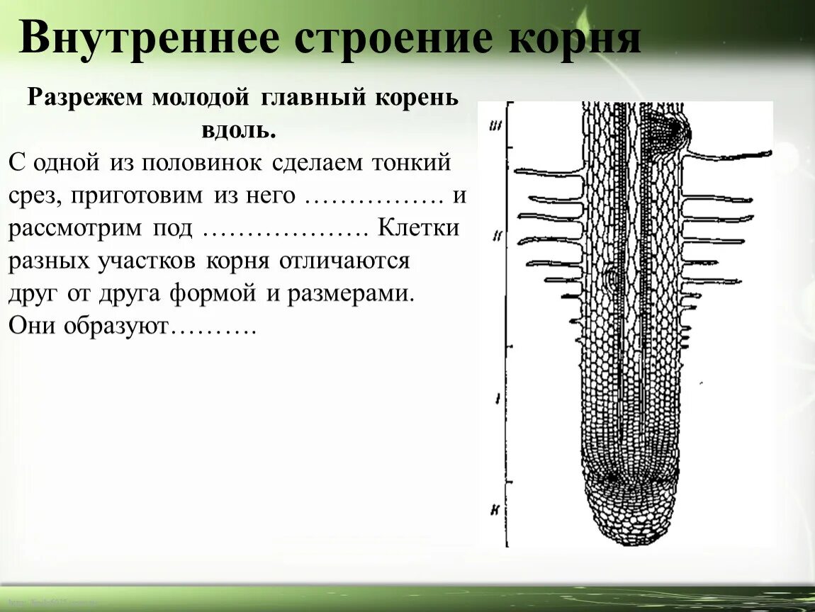 Строение молодого корня. Внутреннее строение корня 6 класс биология. Строение корня внутреннее строение. Схема внутреннего строения корня. Строение корня под микроскопом 6 класс.