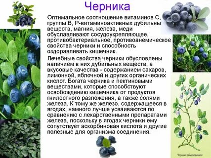 Ягода какому семейству относится