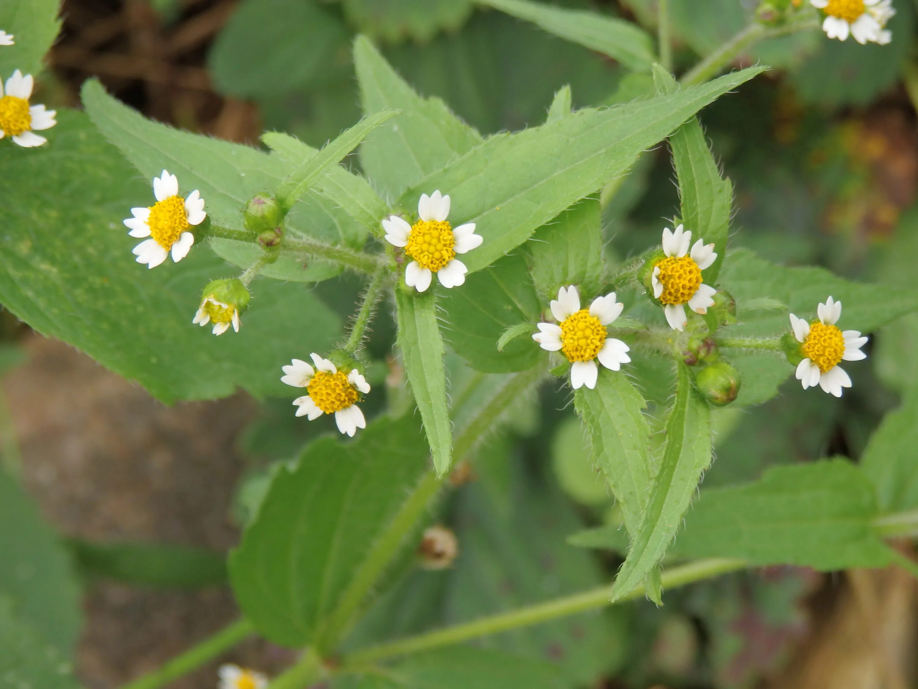 Растения латвии. Печёночница благородная синяя. Национальный цветок россии. Латвия цветы. Красный клевер растение.